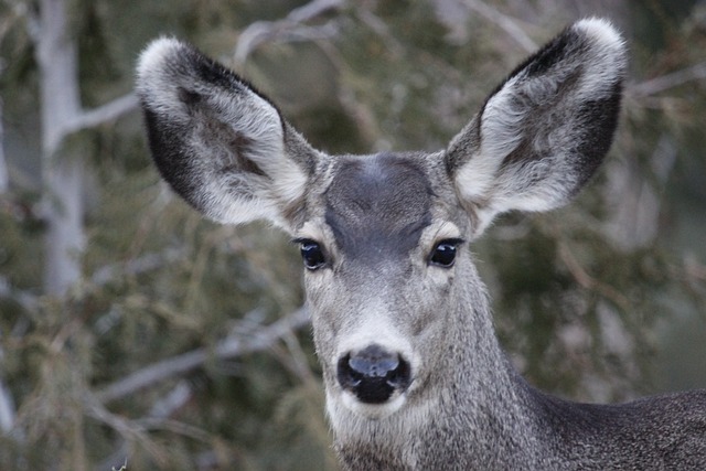 mole deer about mole deer mole deer hnting