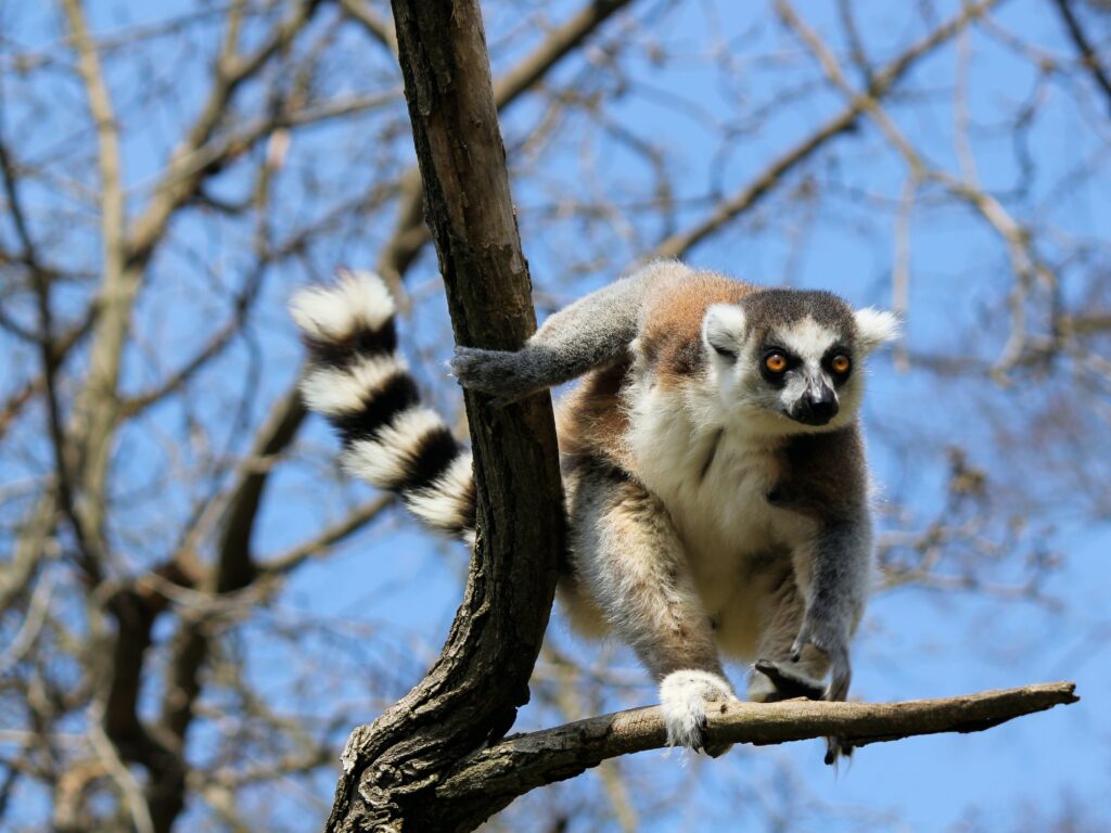 all about lemurs