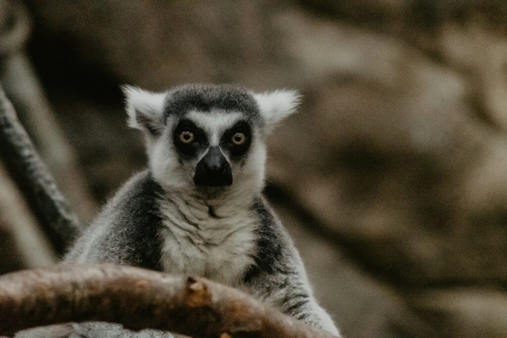 all about lemurs