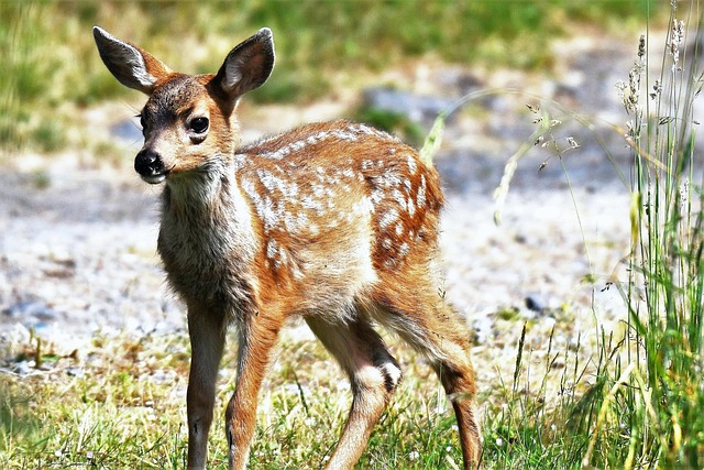 mole deer mole deer hunting about mole deer