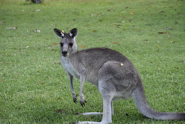 alla about kangroo