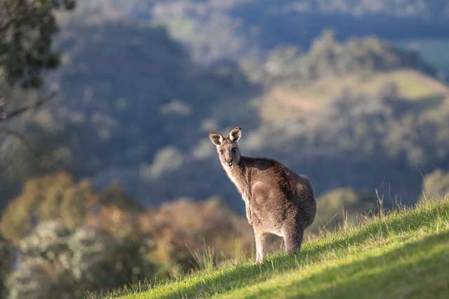 all abou kangaroo kangaroo перевод